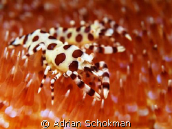 Some great macro from Bali. Taken with Olympus E-330 + 50... by Adrian Schokman 